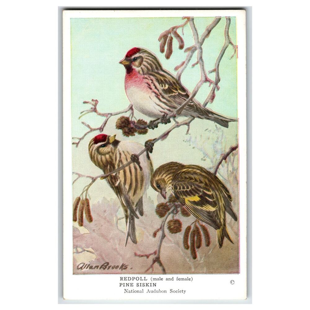 Vintage Allan Brooks Audubon Redpoll Pine Siskin Birds Ornithology Postcard